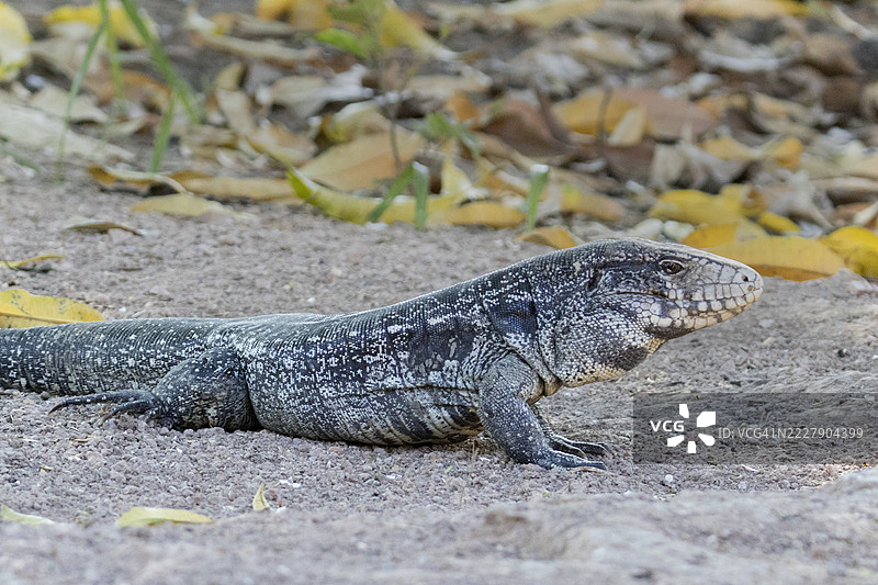 阿根廷黑白巨蜥特写图片素材