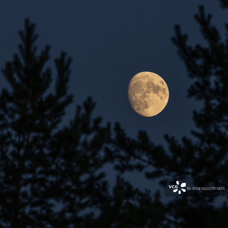 夜空下树木的低角度视图，捷克共和国南摩拉维亚地区布尔诺图片素材