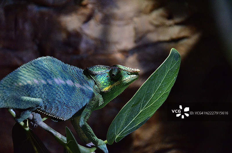 德克萨斯州达拉斯的植物上近距离拍摄的变色龙图片素材