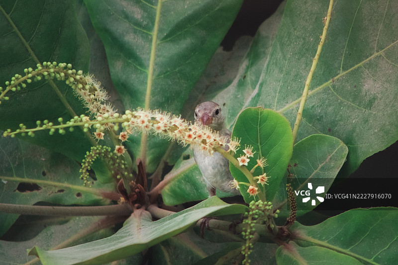 植物上的昆虫特写，卡拉奇，信德，巴基斯坦图片素材