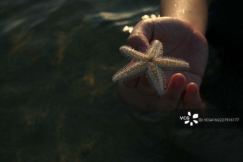 在海滩上，手握着海星，迪拜，阿拉伯联合酋长国图片素材
