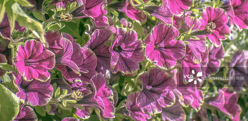 加利福尼亚州福图纳市的粉色开花植物特写图片素材