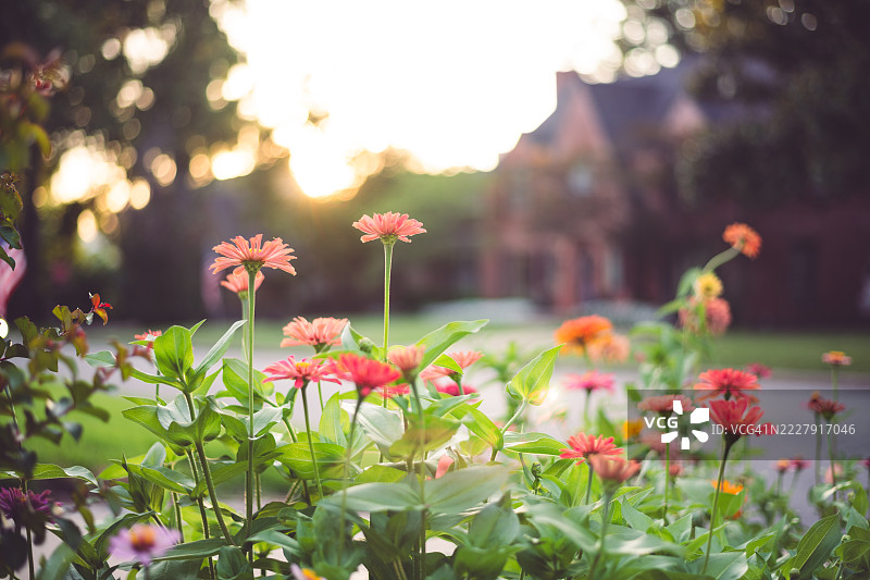 粉色开花植物的特写，塔尔萨，俄克拉荷马州，美国图片素材