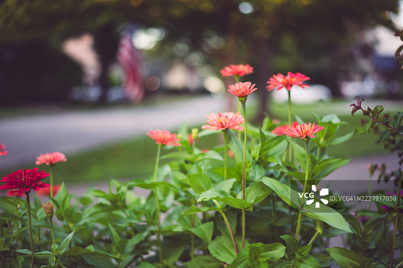 开花植物的特写，塔尔萨，俄克拉荷马州，美国图片素材