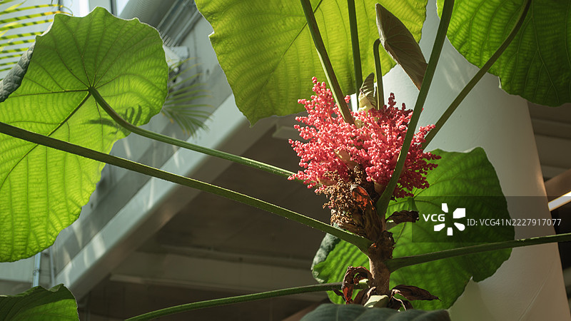 开花植物的特写，塔林，哈留县，爱沙尼亚图片素材