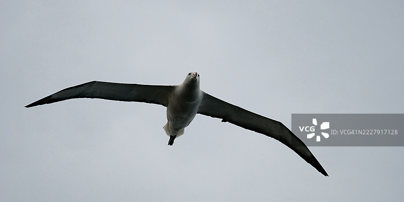 低角度视图的海鸥在新西兰的天空中飞翔图片素材