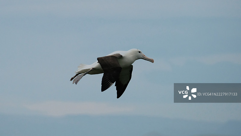 低角度视图的海鸥在新西兰的天空中飞翔图片素材