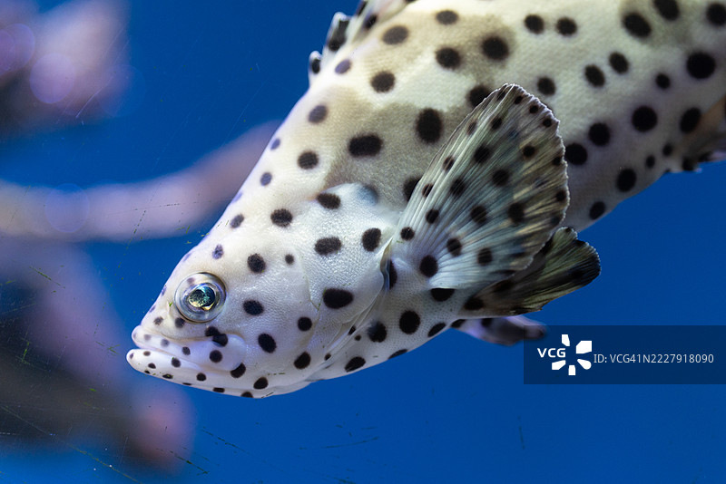 热带鱼在墨西哥海底游动的特写镜头图片素材