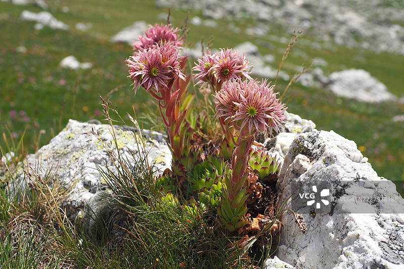 意大利皮埃蒙特地区的桑树花卉特写图片素材