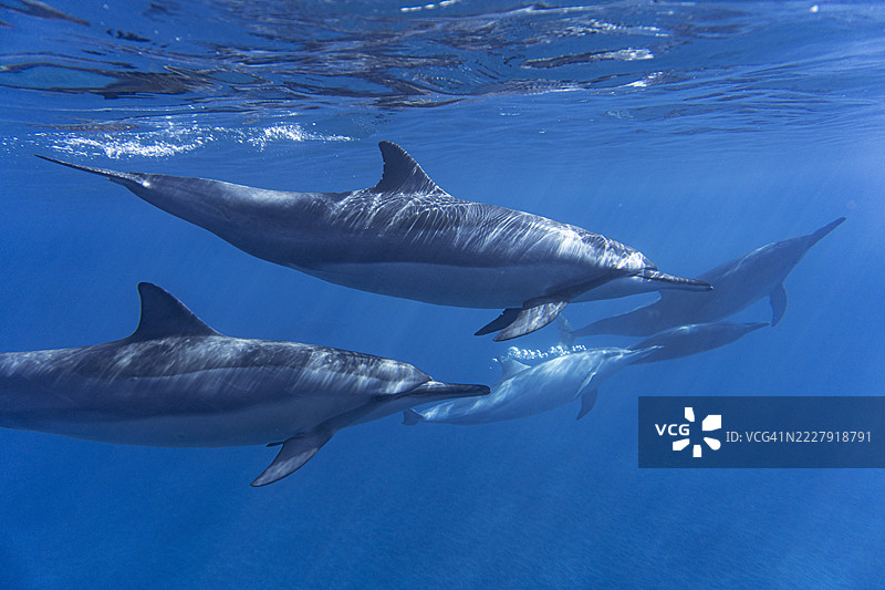 两只海豚在海中游泳，美国，USA图片素材
