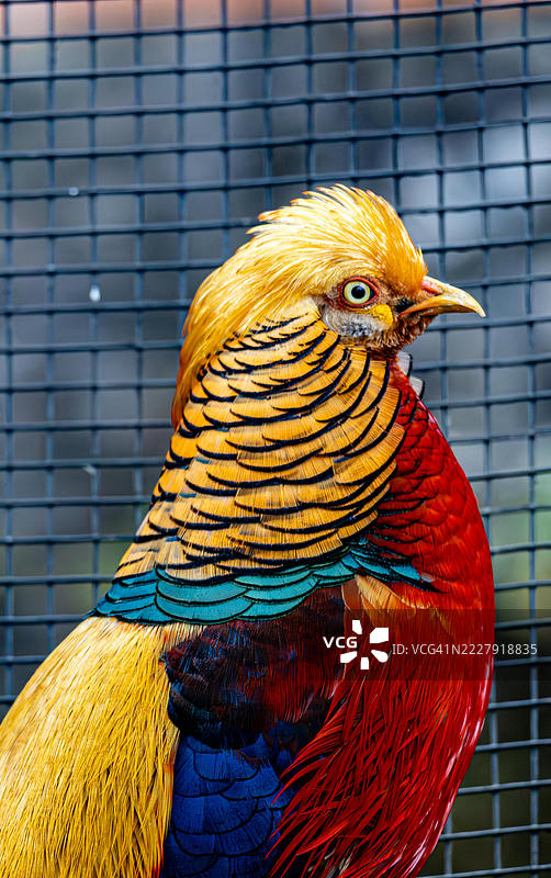 金色雉鸡 色彩的交响曲，澳大利亚图片素材