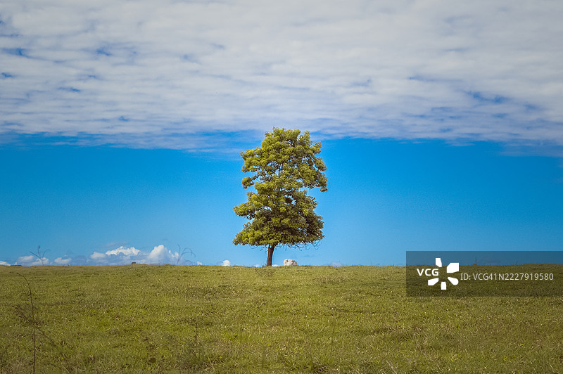 巴西米纳斯吉拉斯州圣海伦娜德米纳斯的天空下的田野上的树木图片素材