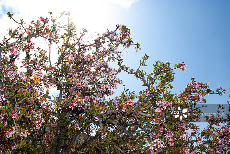 低角度视图的开花树与天空，犹他州，奥勒姆，美国图片素材