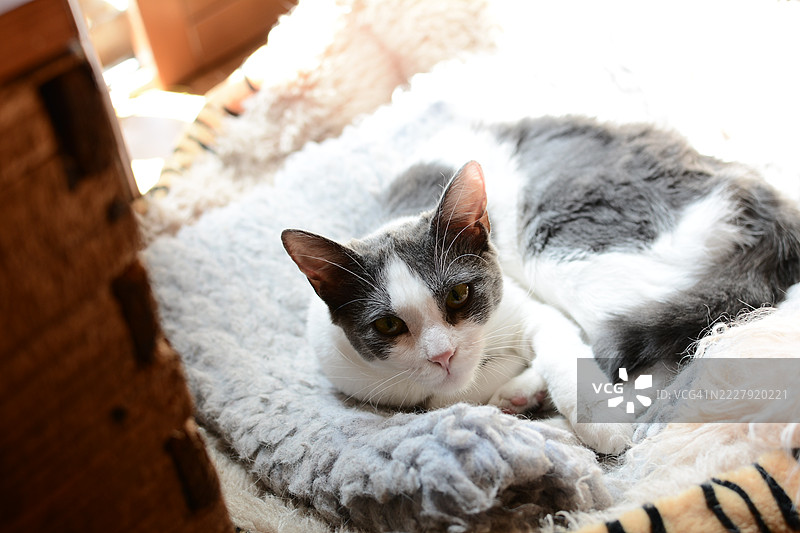 一只猫在休息的特写，莱科，伦巴第，意大利图片素材