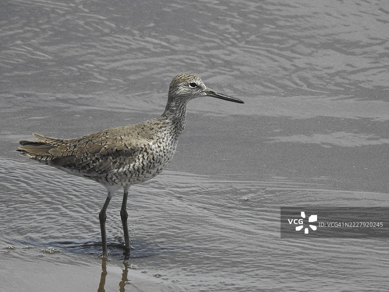 海滩上栖息的沙鸻特写，普恩塔雷纳斯，哥斯达黎加图片素材