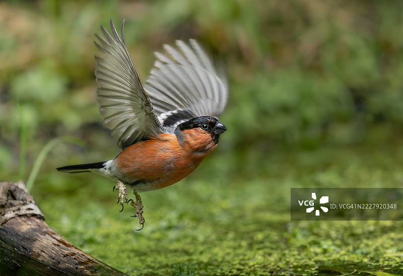 牛背雀从森林池塘起飞，阿宾登，英国图片素材