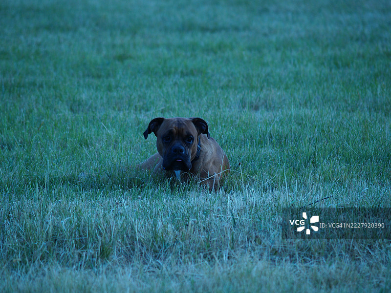 斯塔福德郡斗牛犬在西班牙卡普曼的田野上肖像图片素材