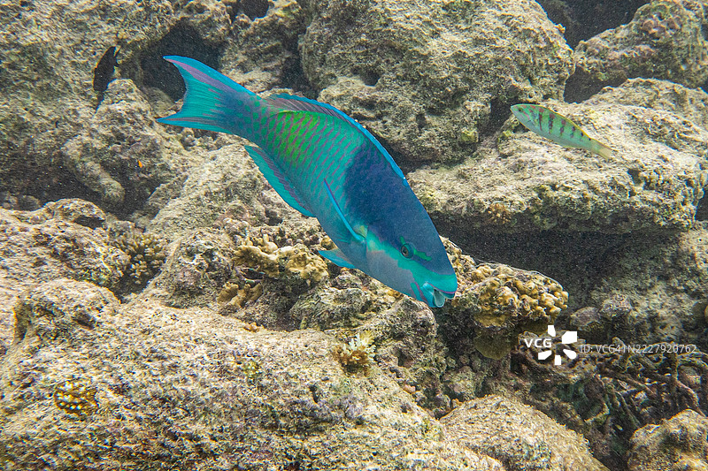 马尔代夫热带海水鹦嘴鱼特写游泳在海中图片素材