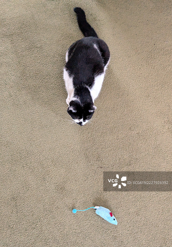 猫和老鼠图片素材