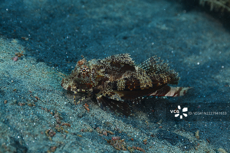 带尾海鲂图片素材