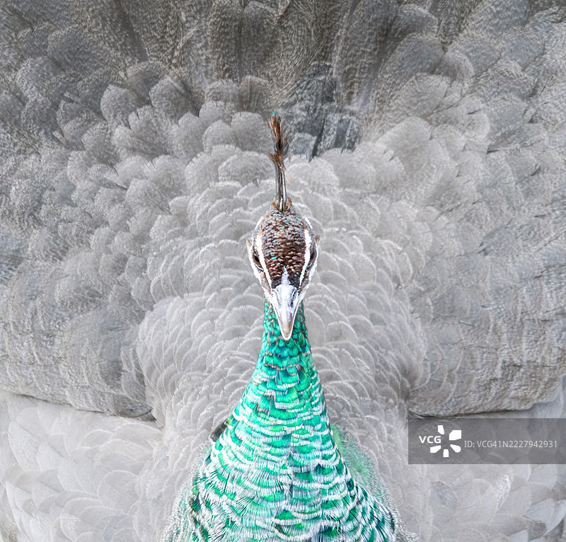 孔雀雌鸟图片素材