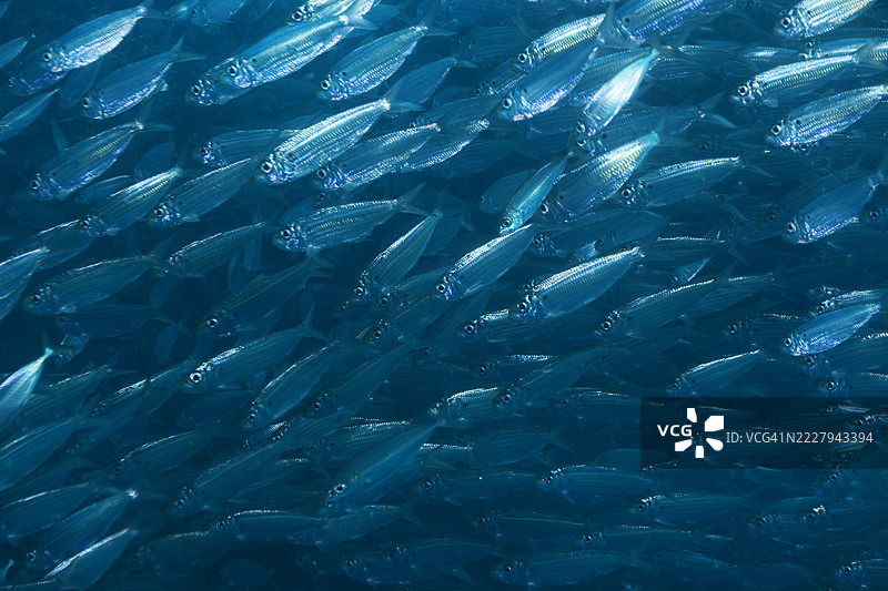 假鲱鱼群。图片素材