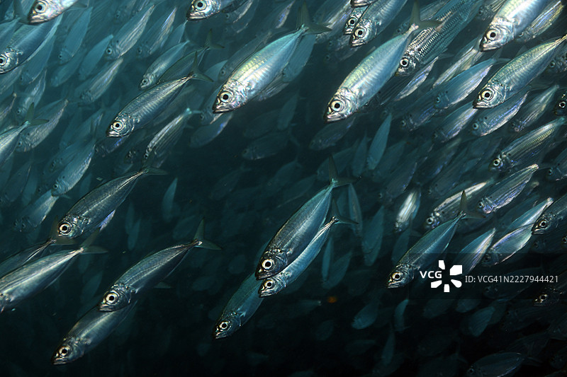 大眼鲻鱼群。图片素材