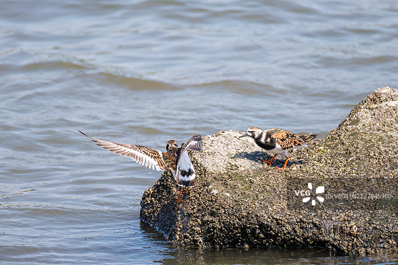 一群红胸石斑鸟（Arenaria interpres）拍打着翅膀飞出去。图片素材