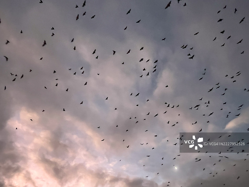 一大群飞狐在黄昏时分飞翔图片素材