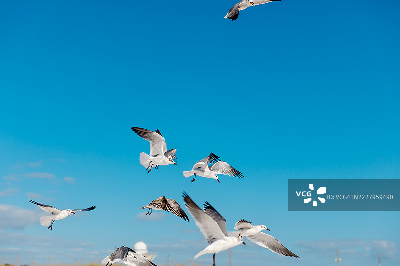 一群海鸥在佛罗里达州德斯廷的亨德森海滩州立公园上空低飞，寻找食物，背景是明亮的蓝天。图片素材