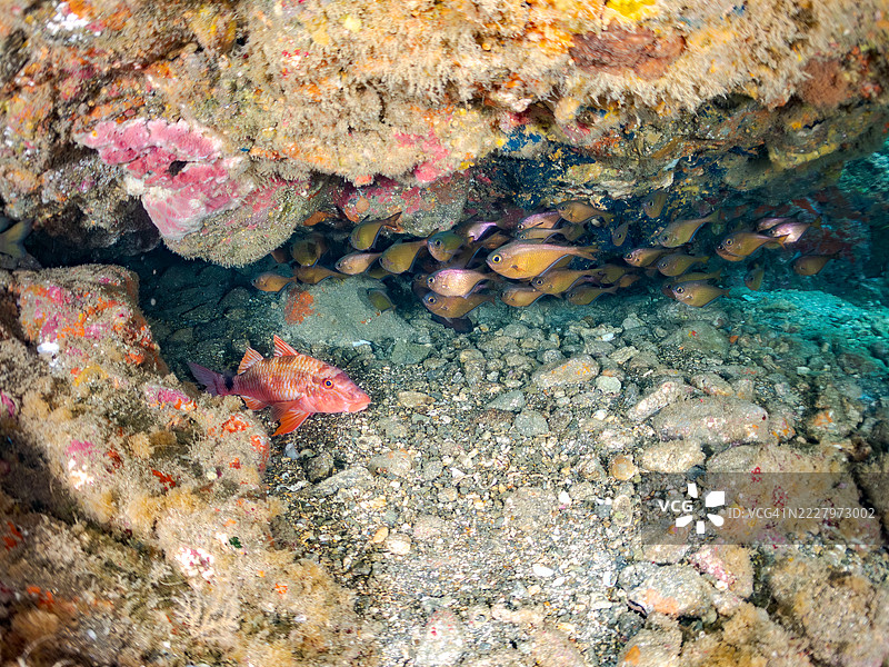 一群美丽的白鳍山羊鱼(Parupeneus ciliatus)、黑条扫帚鱼、Pempheris schwenkii等在海洋洞穴中。图片素材