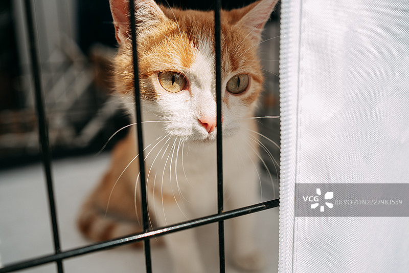 姜黄色和白色的猫透过笼子的铁栏杆看着外面图片素材