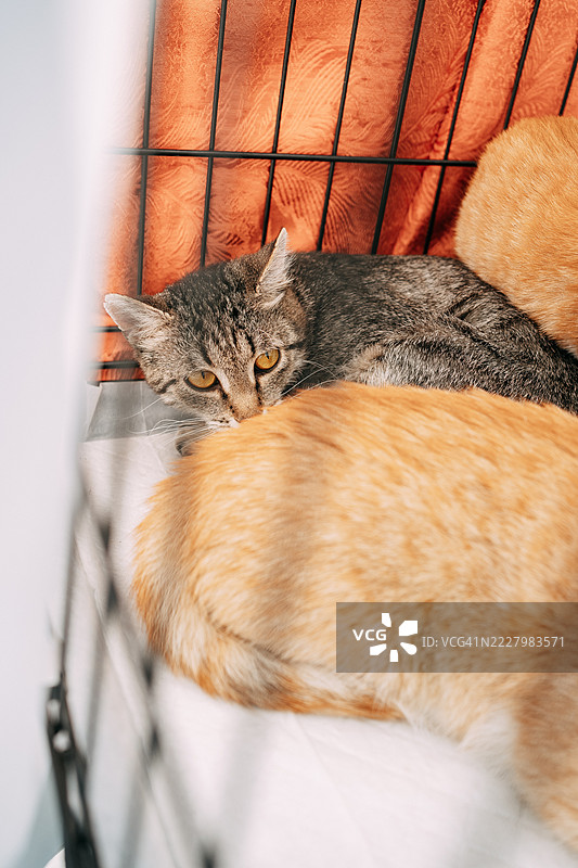 两只猫在兽医诊所的笼子里依偎在一起图片素材