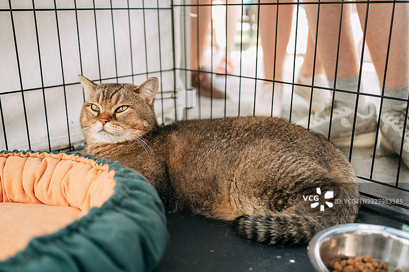 无聊的金色英国短毛猫在猫展的笼子里放松。图片素材