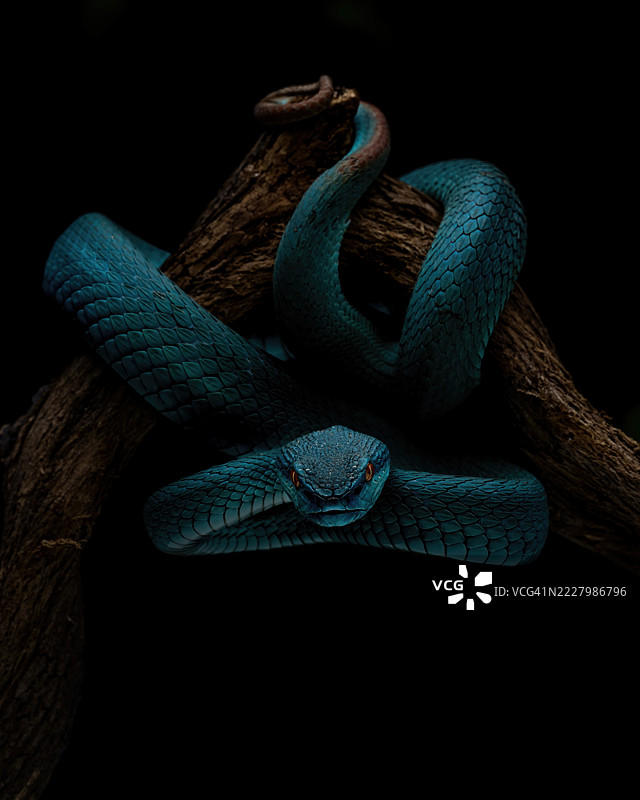 蓝白唇蝮蛇图片素材