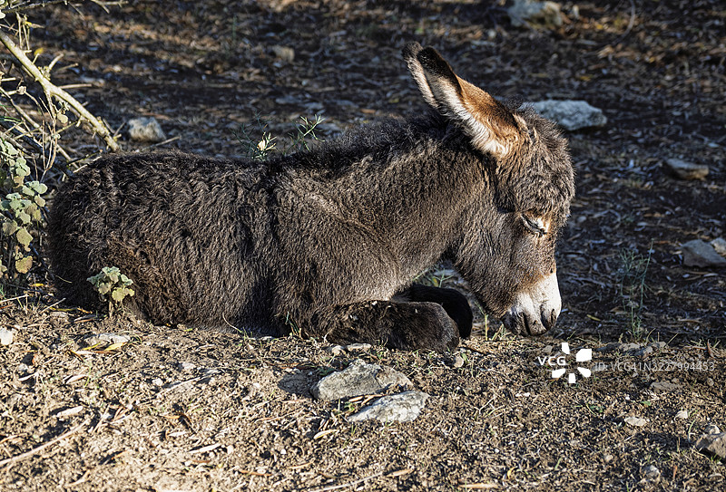 一只小小的年轻驴子在田野里阳光下睡觉和休息。图片素材