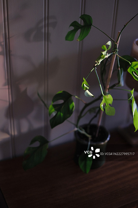 阳光明媚的夏天，一株绿色的四裂藤植物放在柜子上，墙上投下了阴影。图片素材