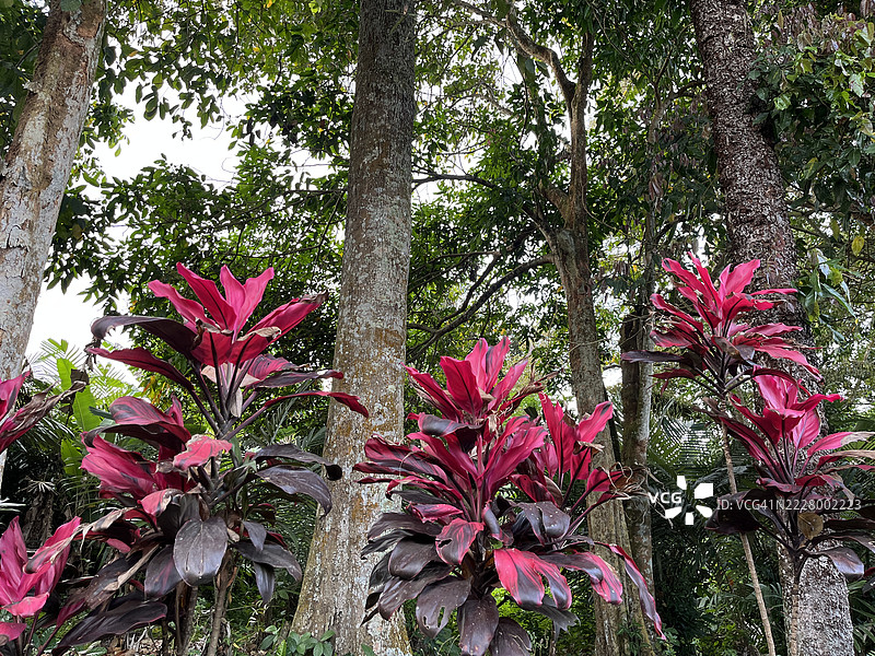 从下方观察印尼森林中的热带树冠图片素材