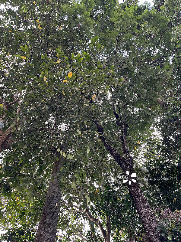 从下方观察印尼森林中的热带树冠图片素材