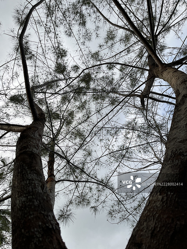 从热带森林的地面仰望高大的松树，印度尼西亚日惹。图片素材