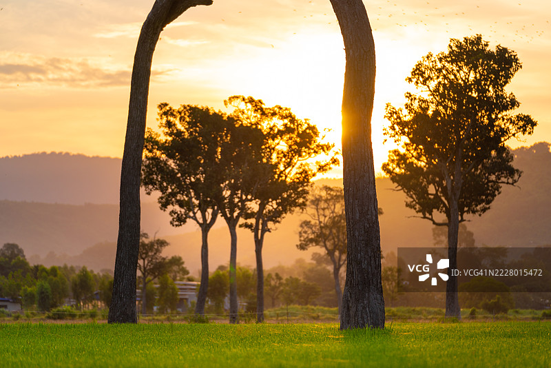 泰国那空那育府，晨光沐浴下的翠绿稻田图片素材