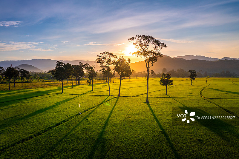 泰国那空那育府，晨光沐浴下的郁郁葱葱的绿色稻田的鸟瞰图图片素材