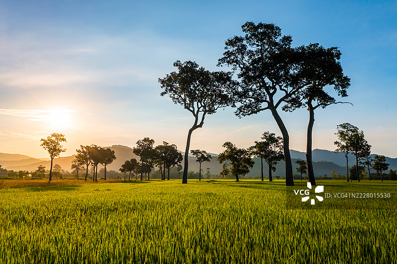 泰国那空那育府，晨光沐浴下的翠绿稻田的鸟瞰图图片素材