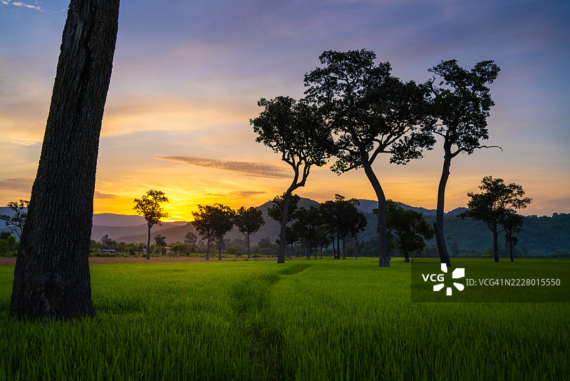 泰国那空那育府，晨光沐浴下的葱郁稻田图片素材