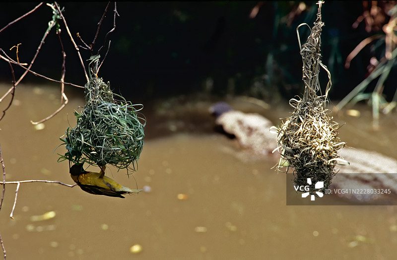 面具织布鸟与巢穴图片素材