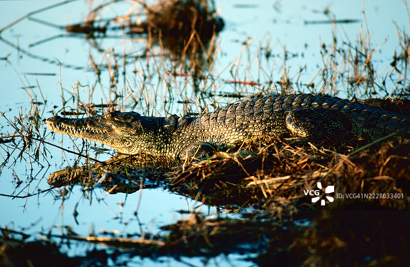 尼罗鳄鱼图片素材