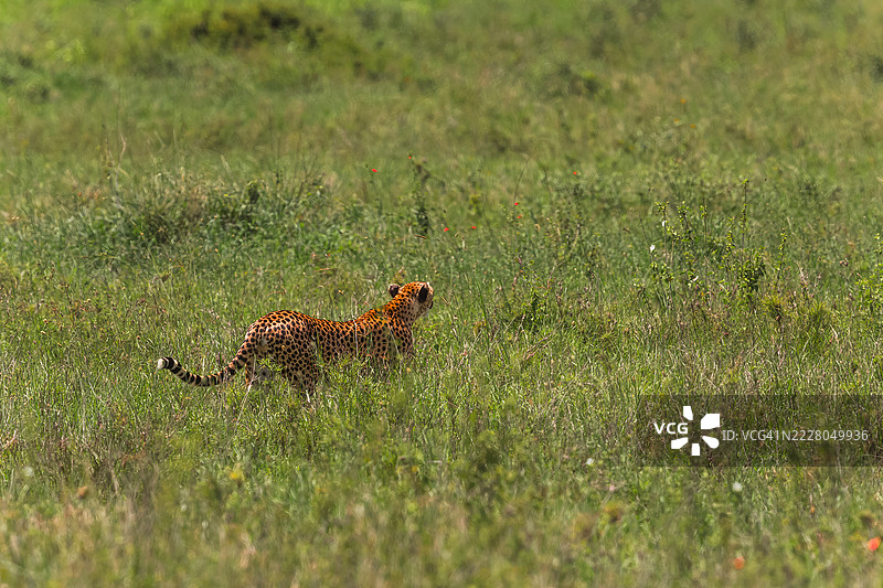 非洲猎豹在野外潜行图片素材