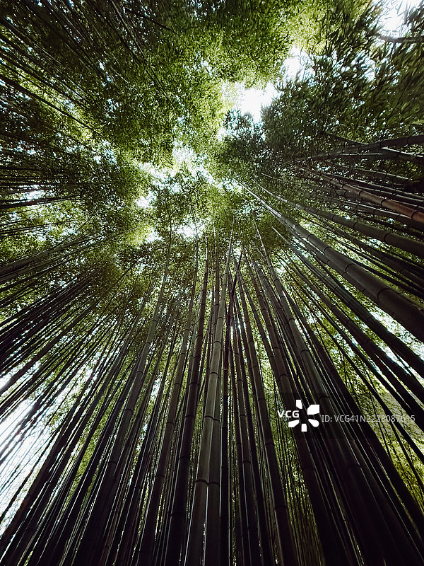 透过高耸的竹竿仰望竹林中的天空图片素材
