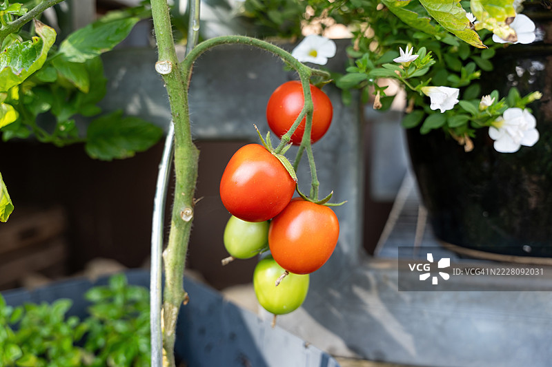花园里生长的番茄图片素材
