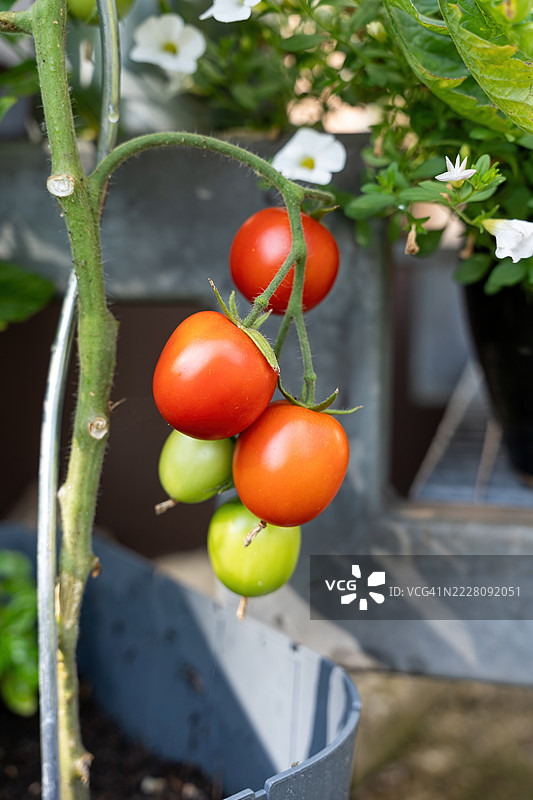 花园里生长的番茄图片素材